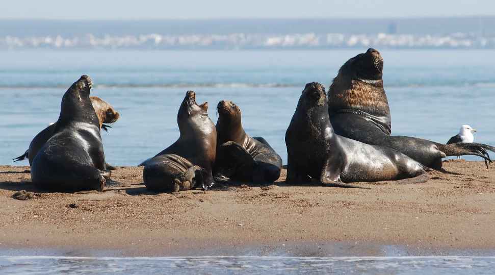 Más de 180 km de playa del Camino de la Costa invitan a disfrutar el Avistaje de Fauna Marina y Costera