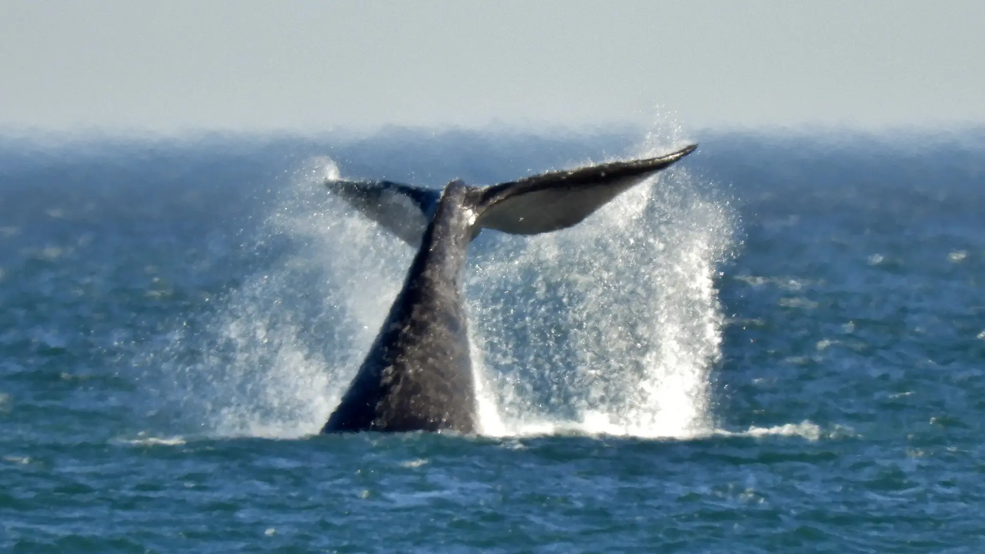 Fauna renovada, paisajes y deportes: sentí lo épico del mar en primavera