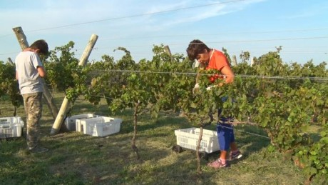 Se viene otra edición de Entre Ríos, Entre Viñas, para promover el turismo asociado a la vitivinicultura