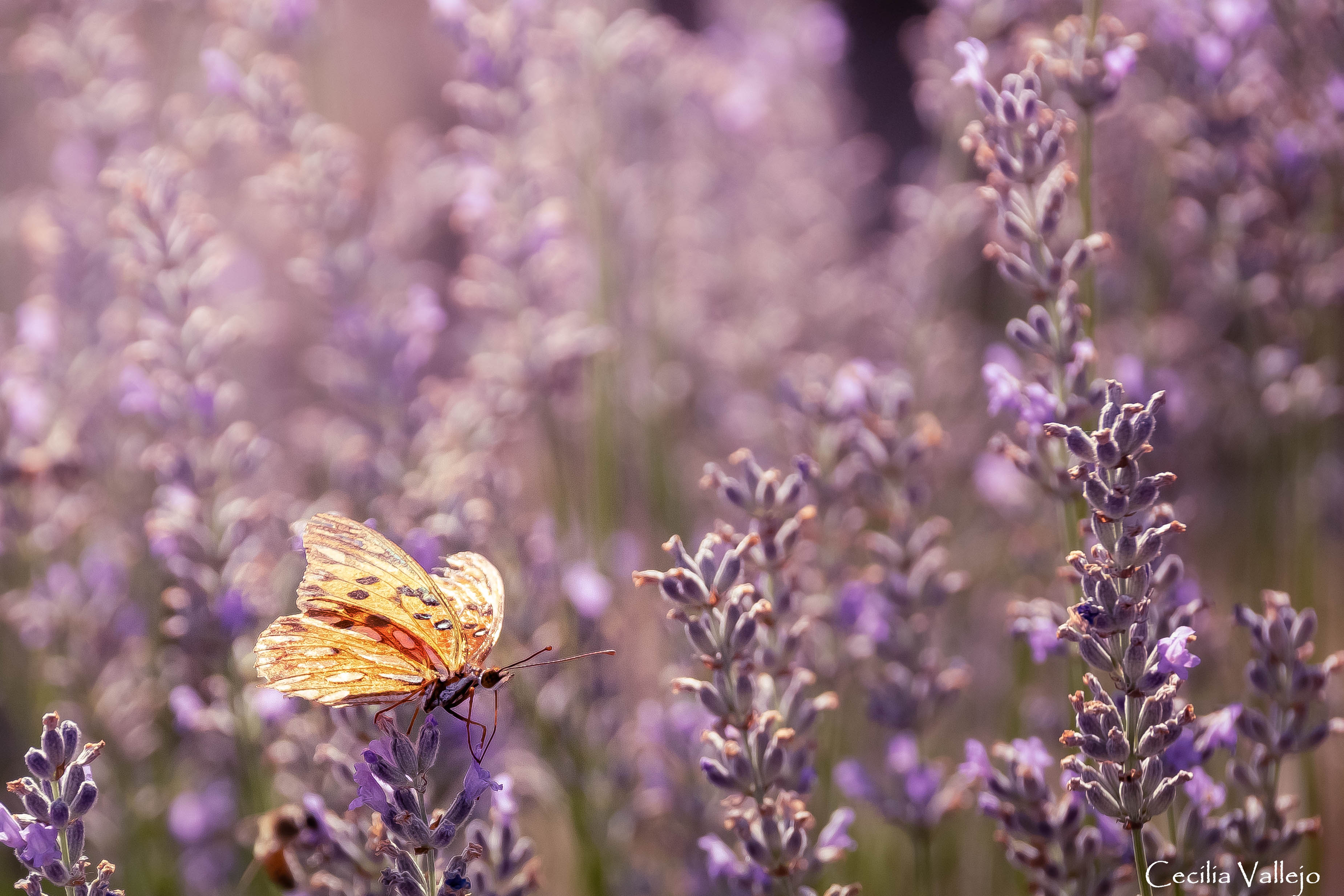 En Calmayo ya se palpita la 6° Fiesta de la Cosecha de Lavanda