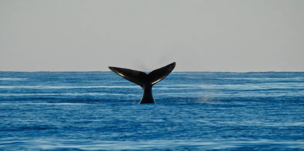 Espectaculares imágenes del primer avistaje de ballenas de la temporada frente a la costa de Mar del Plata