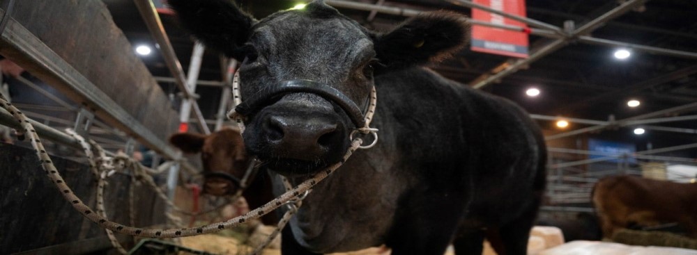 Shorthorn Plus llega por primera vez a la Expo Rural