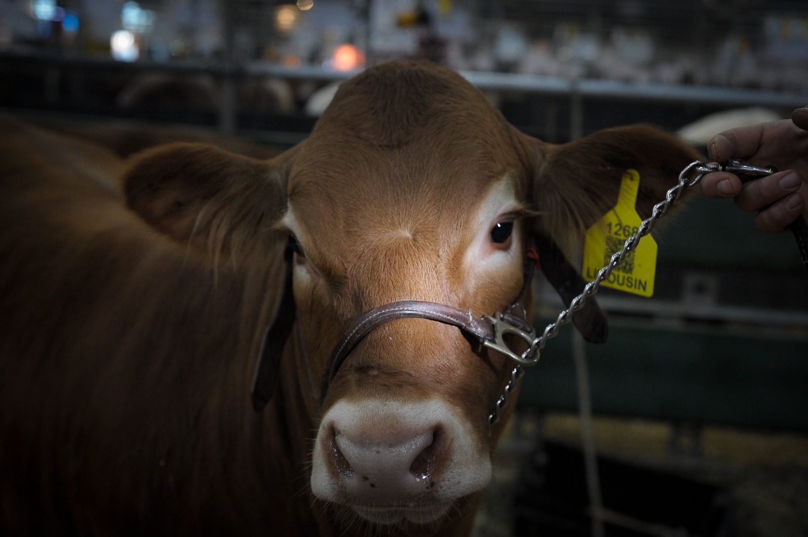 “Tini-Tini” festeja su primer cumpleaños donde nació, en la Expo Rural