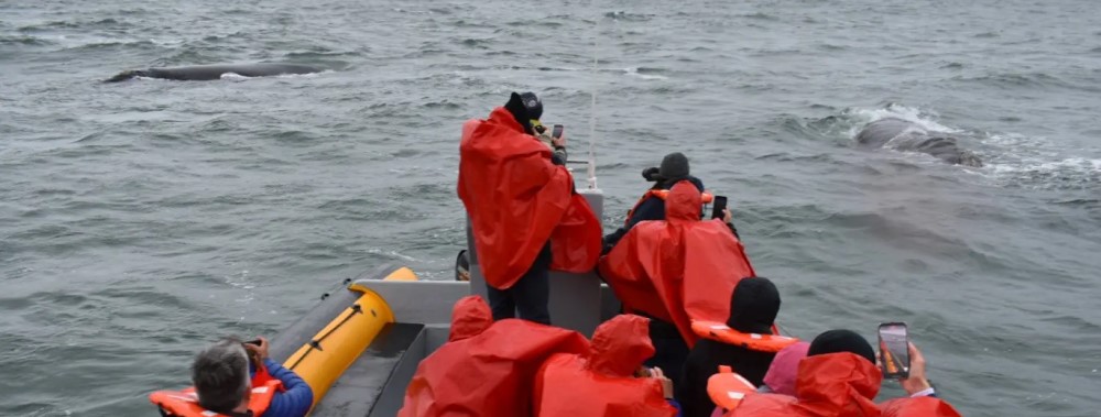 Las ballenas sorprendieron a un grupo de periodistas en el Puerto del Este