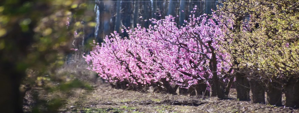 Entre ríos y chacras florecidas, los valles palpitan la primavera