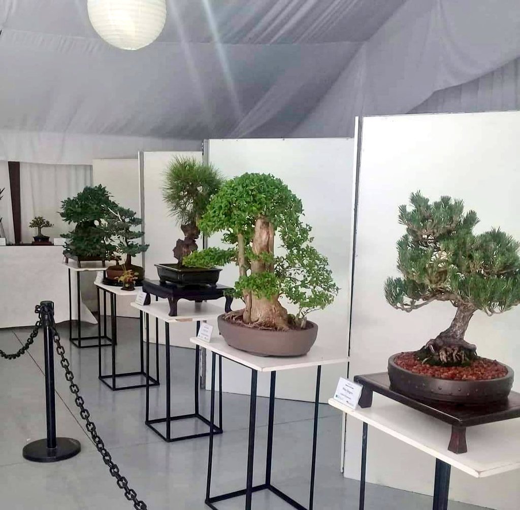 Bonsai Matsuri la exposición mas importante de la Argentina en el Jardín Japonés