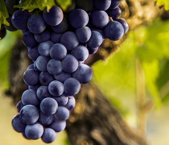 BODEGAS BONAERENSES: DEGUSTAR SABORES PARA IMAGINAR PAISAJES