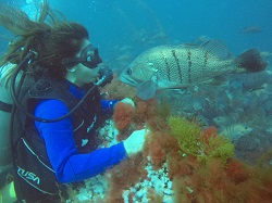 Buceo en el Golfo San Matías: una aventura única en el fondo del mar