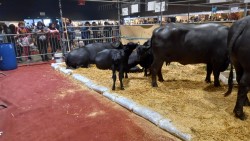 UNA BÚFALA FUE LA PRIMERA EN DAR A LUZ EN LA EXPO RURAL DE PALERMO.