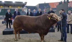 Llegó el primer animal a la Exposición Rural 2022:  Nicanor, un toro campeón del mundo de la raza Limousin