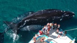 EN LAS GRUTAS APERTURA DE LA TEMPORADA DE AVISTAJE DE FAUNA MARINA