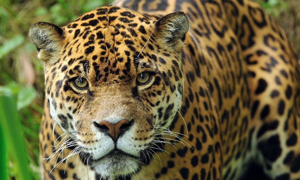 Alianza regional para la conservación del yaguareté: CMS oficializa la Iniciativa Jaguar presentada por Argentina y países de la región