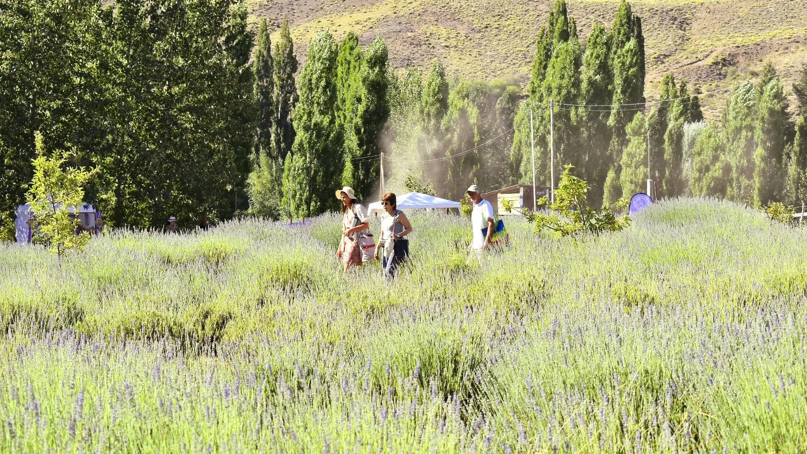 Villa Llanquín celebró a la lavanda con un festival a puro color