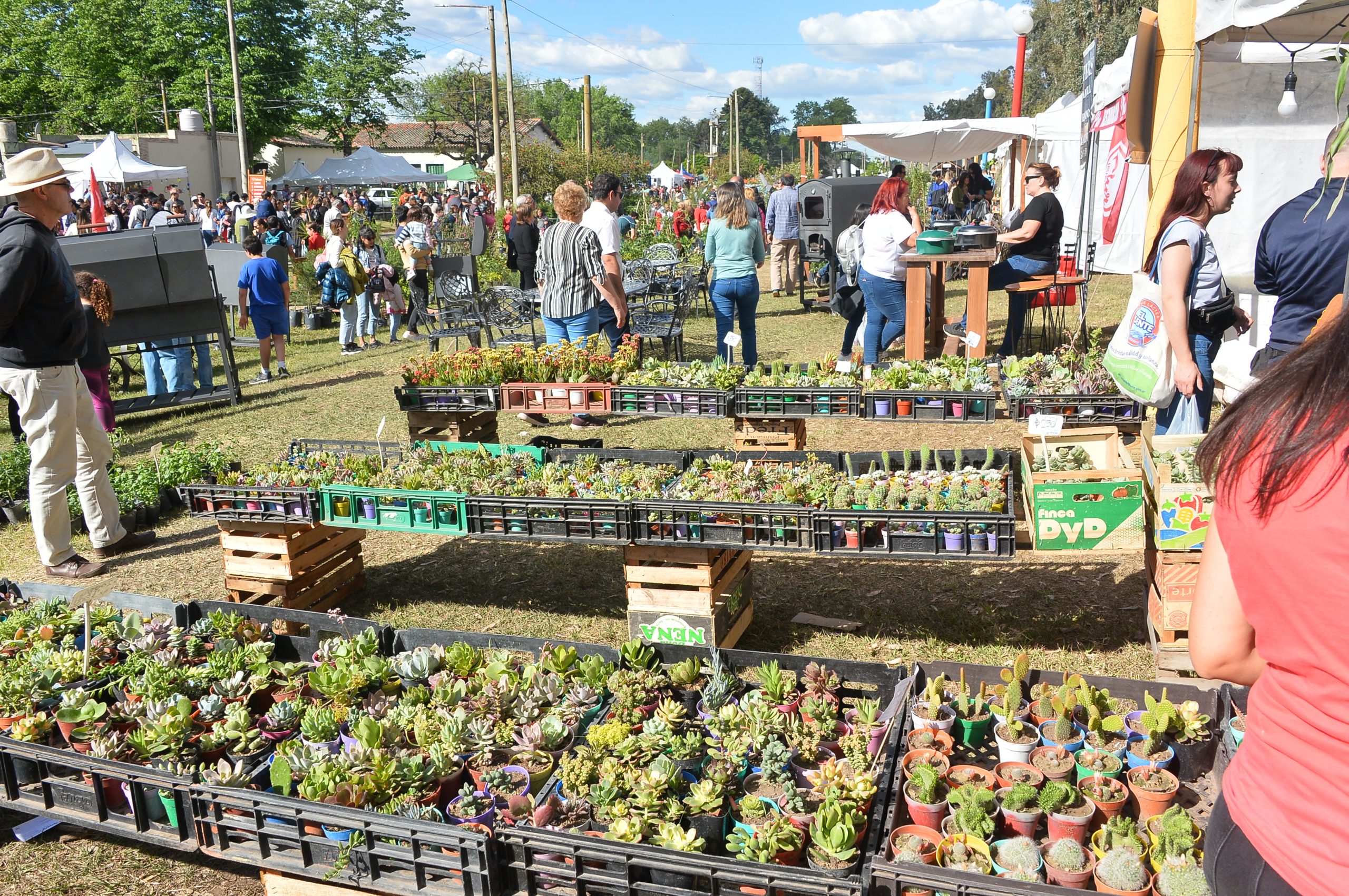 ESTE FINDE EXPO CACTUS LE AGREGA MÁS VERDE A CAZON