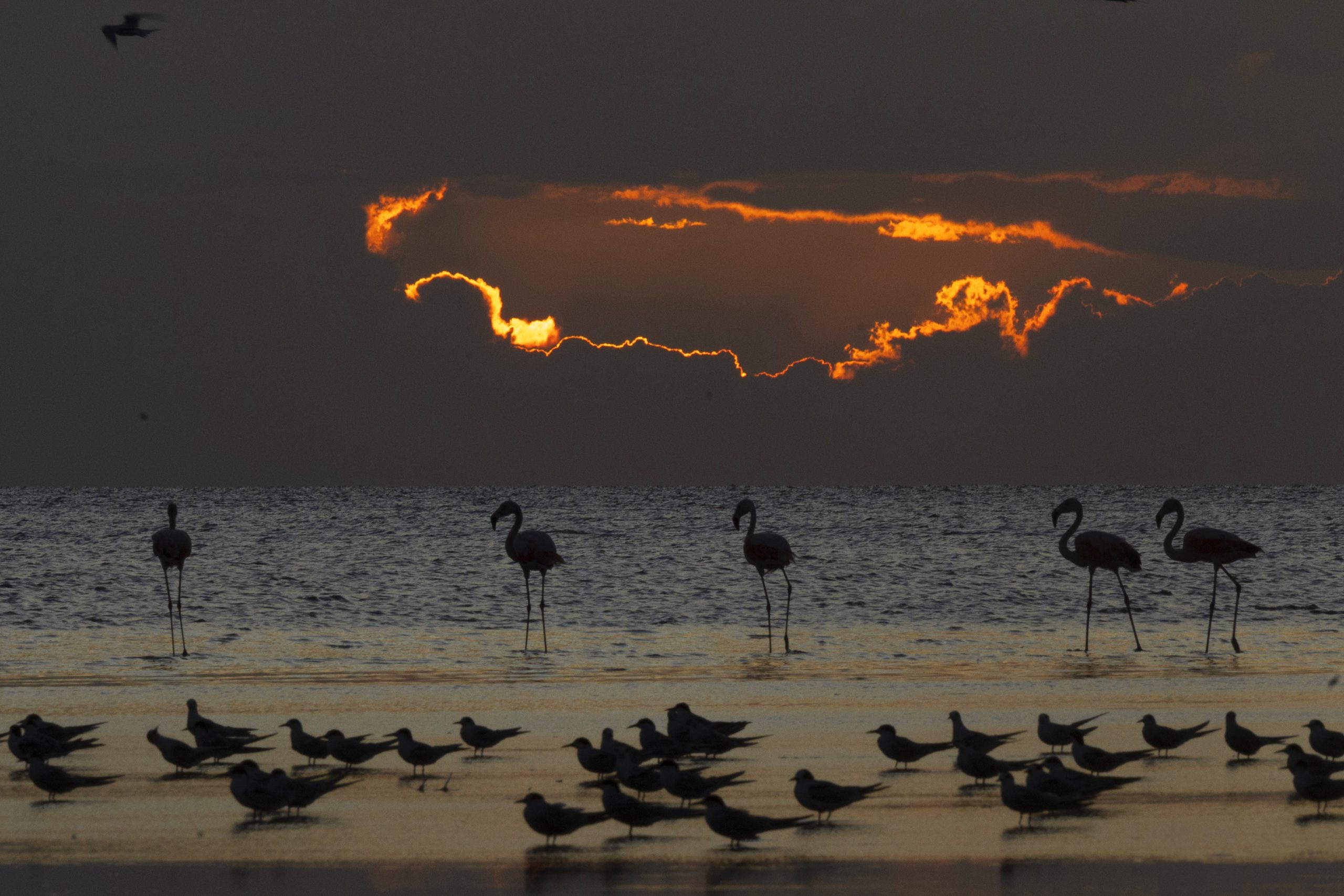 SAFARIS FOTOGRÁFICOS: AVENTURA VISUAL EN PAISAJES BONAERENSES