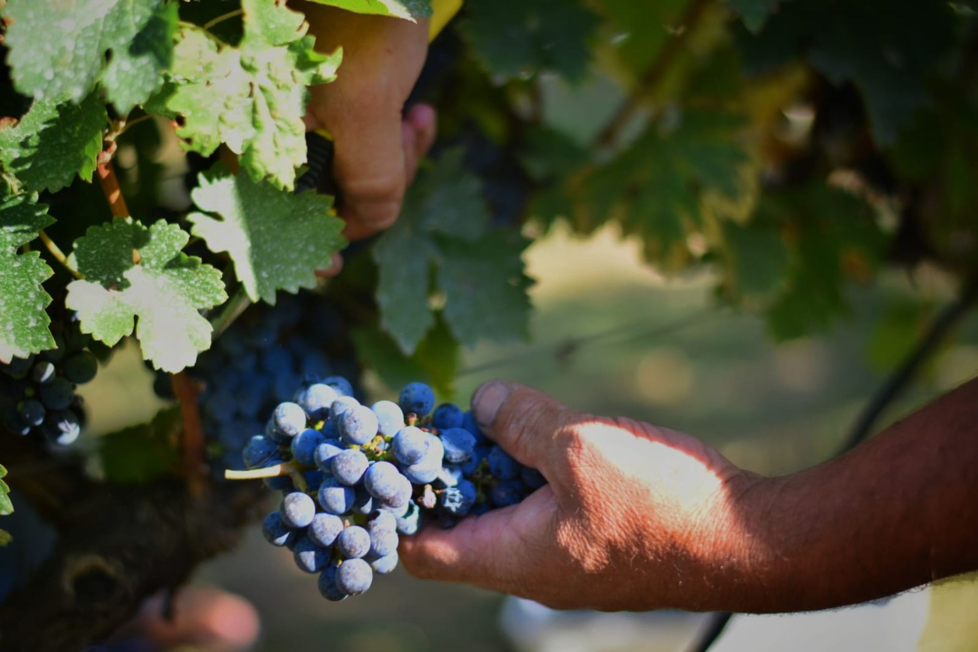 El proyecto turístico `Entre Ríos, brindis y sabores fue reconocido por el CFI